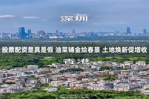 股票配资是真是假 油菜铺金绘春景 土地焕新促增收